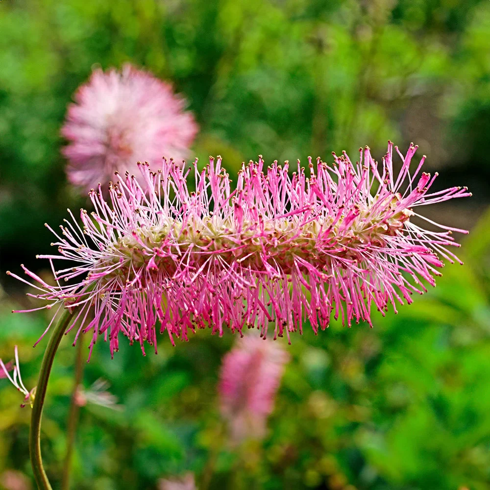 Bottlebrush Plant (Sanguisorba obtusa) - Image 2