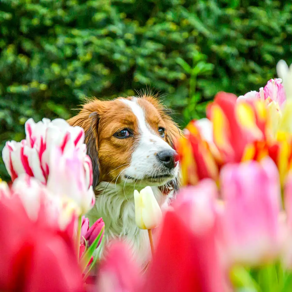 Bouquet Tulip Mixture - Image 3