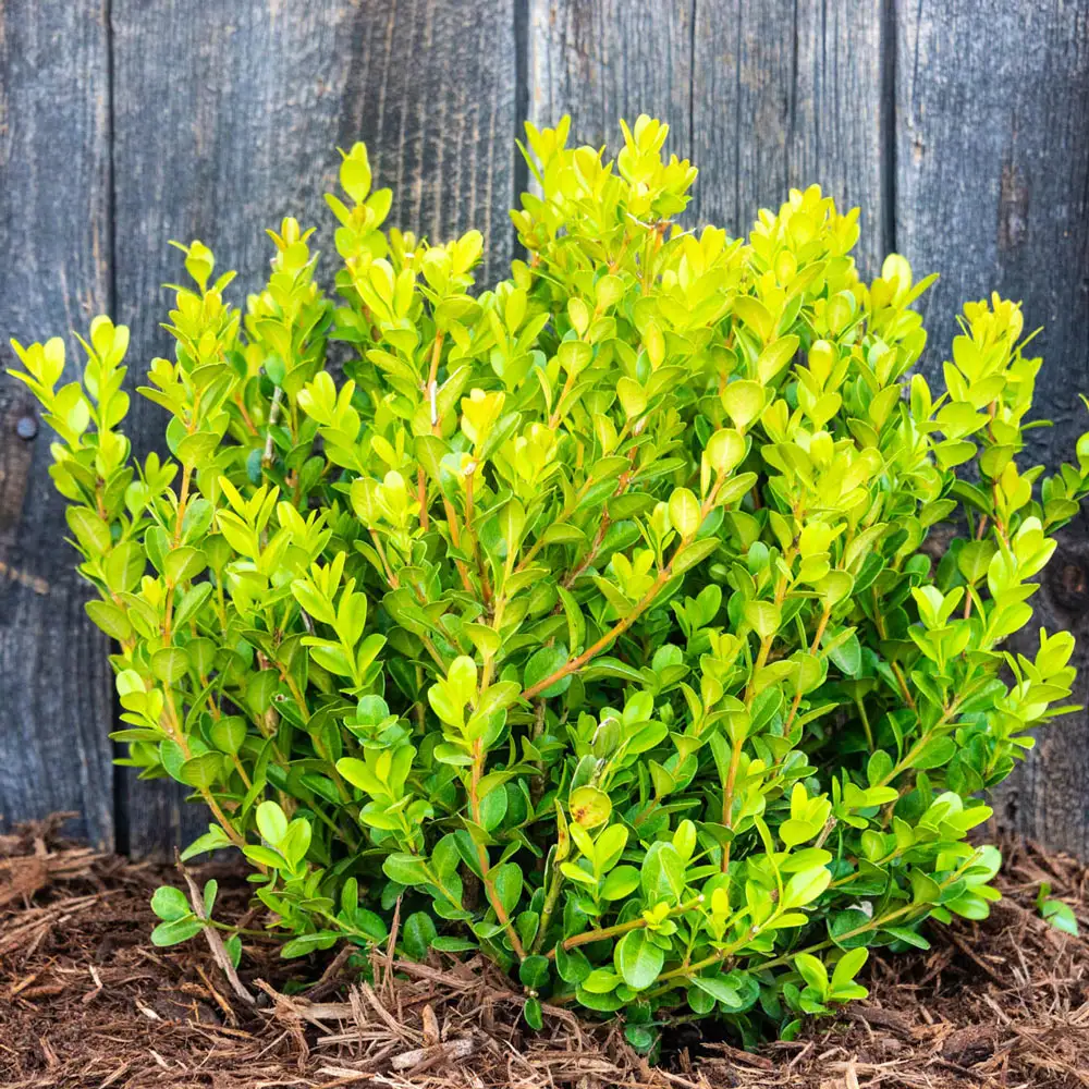 Boxwood Winter Gem Hedge - Image 3