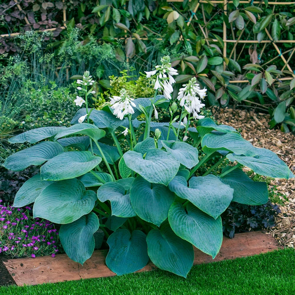 Hosta Bressingham Blue - Image 2