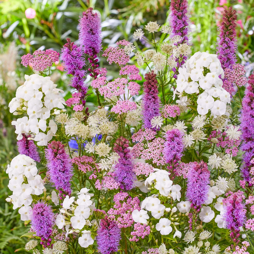 Bridal Bouquet Perennial Blend