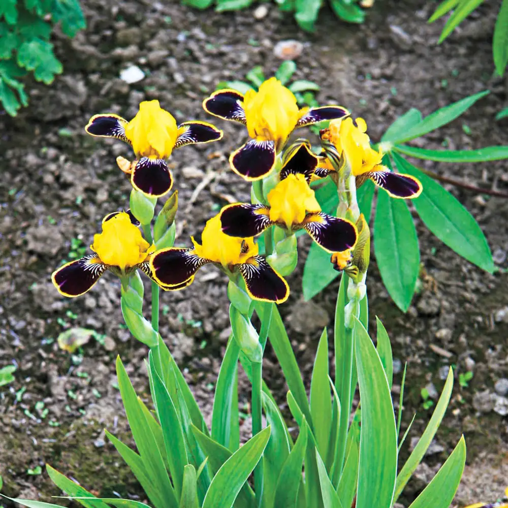Bumblebee Deelite Dwarf German Iris
