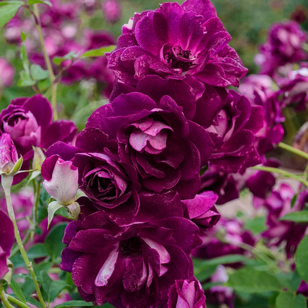 Burgundy Iceberg Floribunda Rose - Image 4