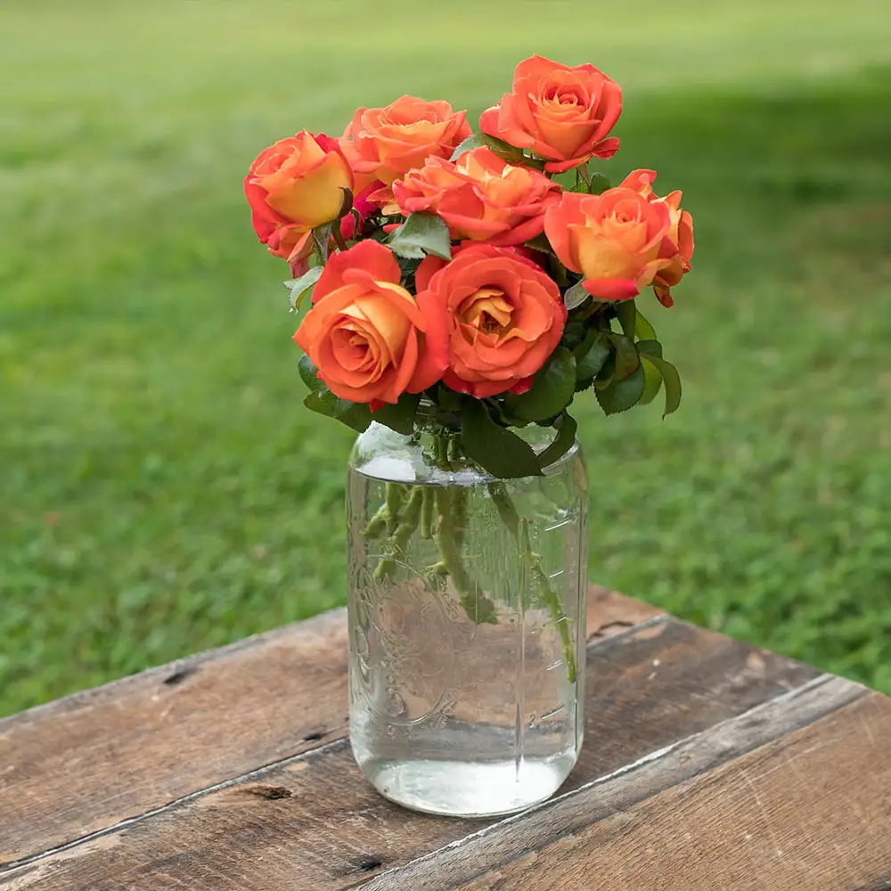 Burst of Joy™ Floribunda Rose
