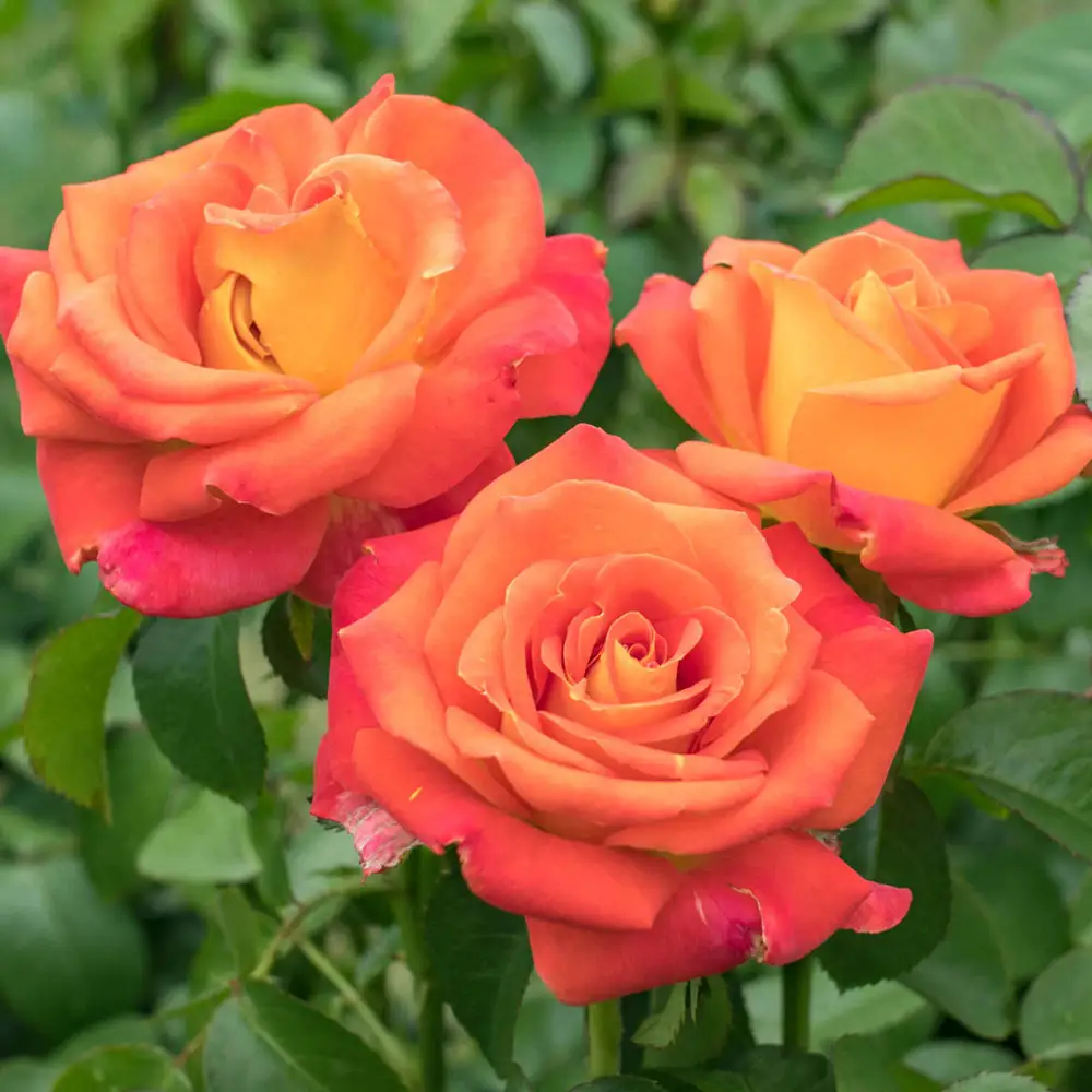 Burst of Joy™ Floribunda Rose - Image 2