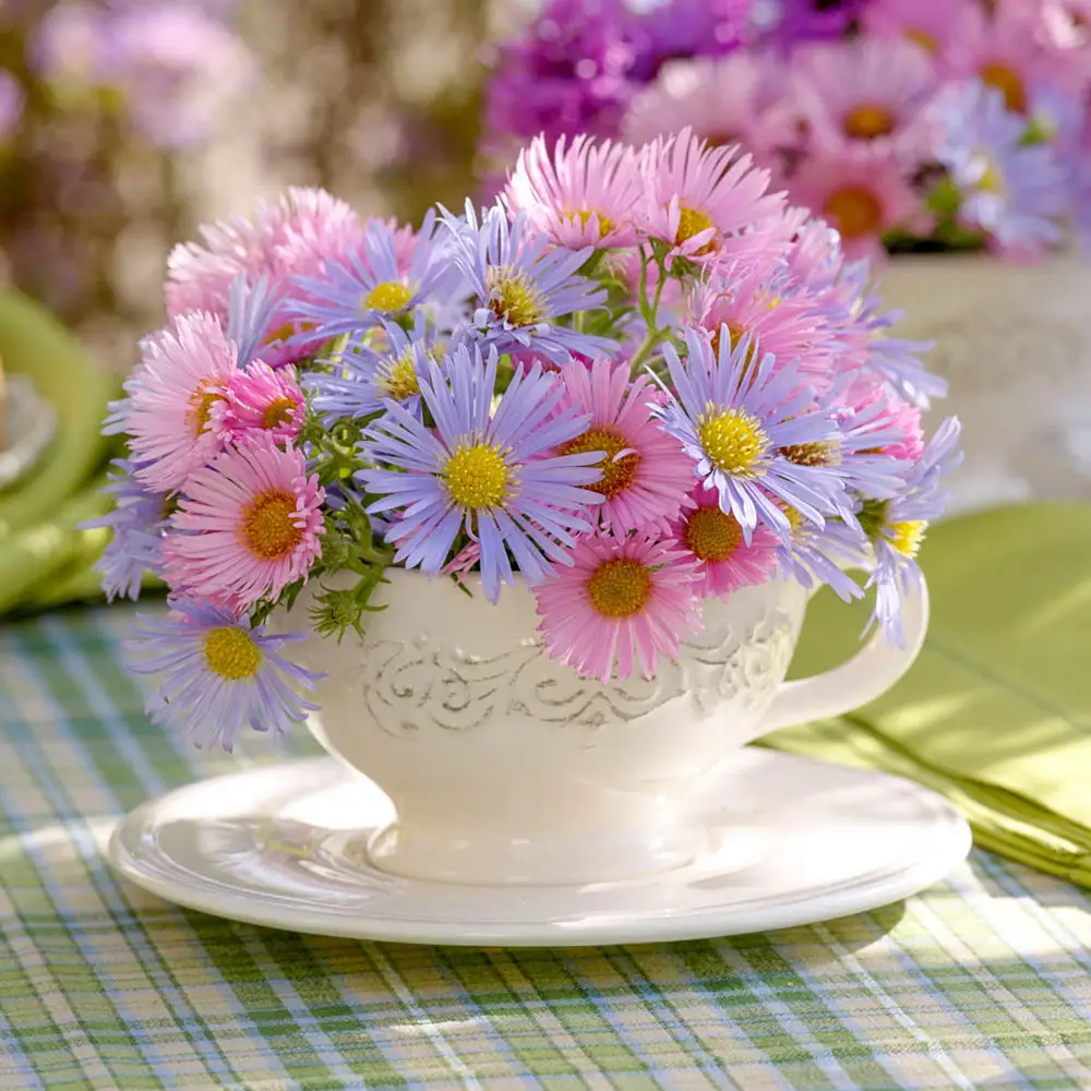 Bushy Aster Blend - Image 3