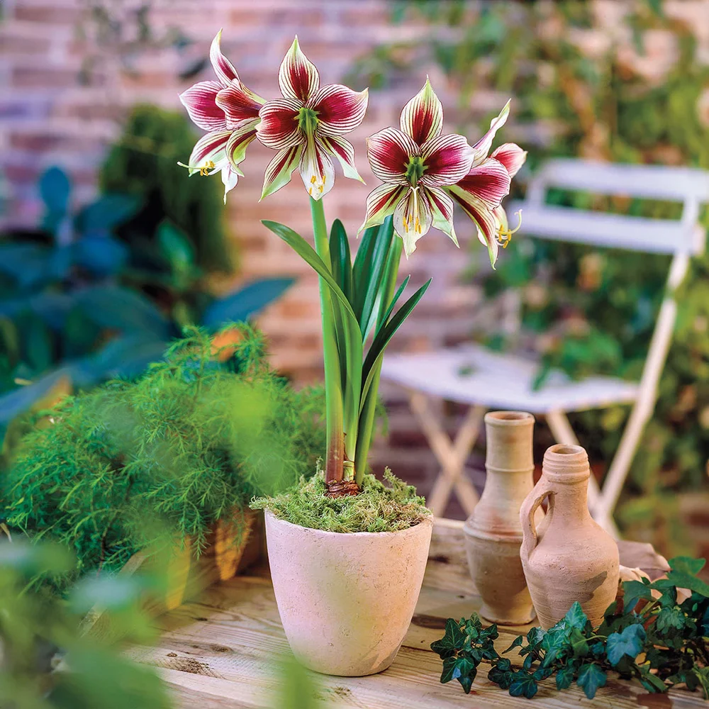 Amaryllis papilio - Image 2