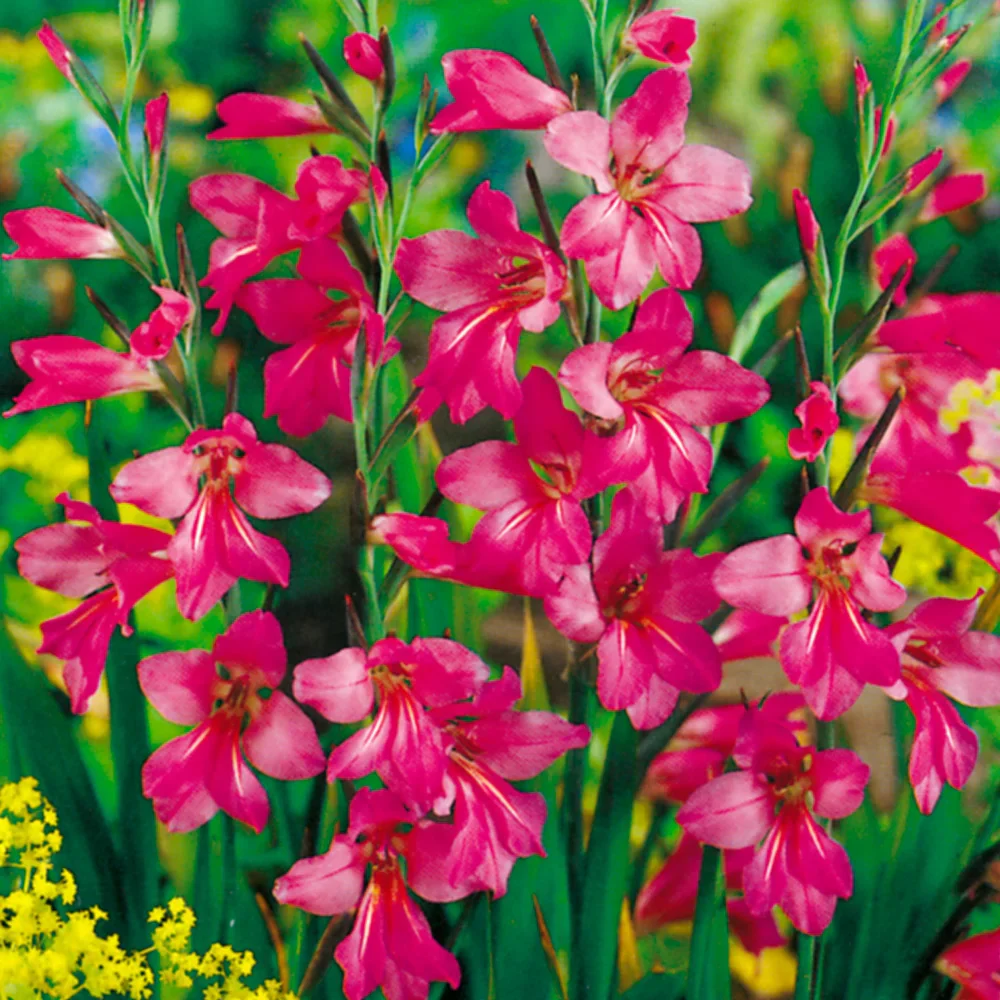 Byzantine Gladiolus - Image 4