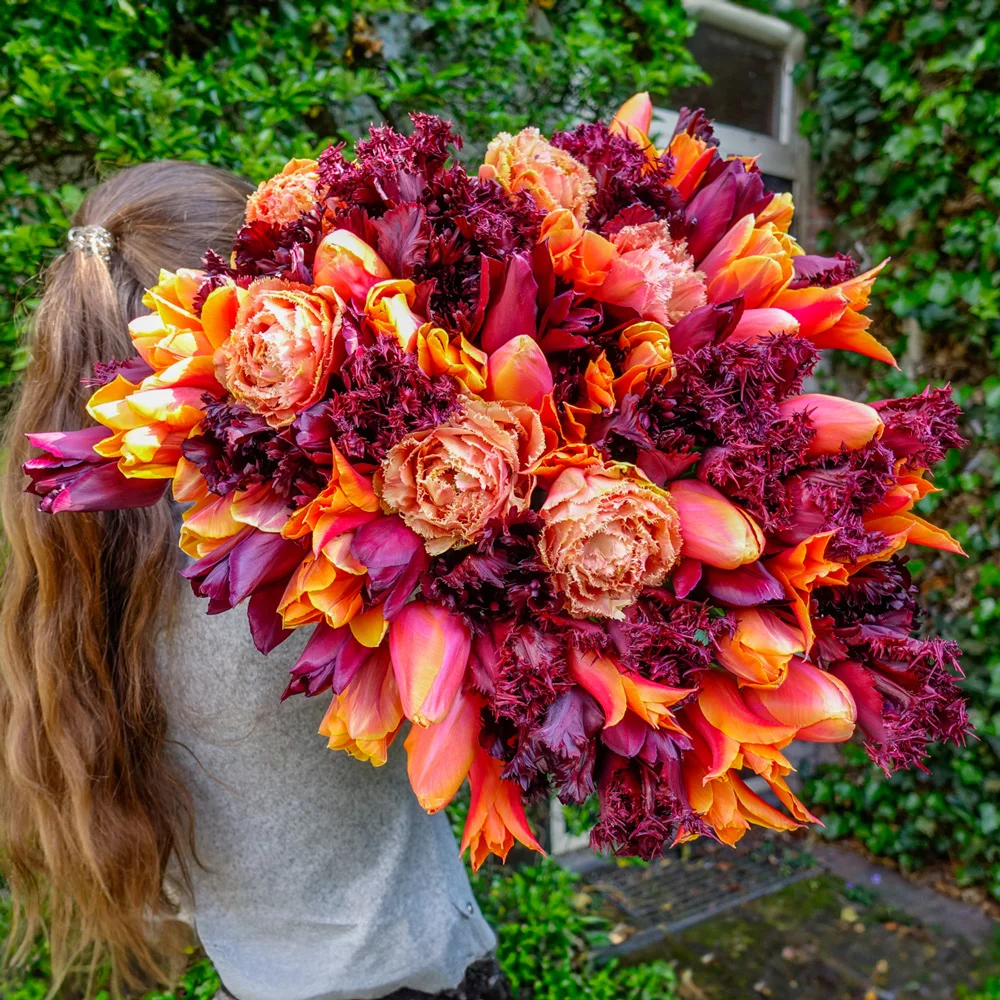 Cabernet Sauvignon Tulip Blend