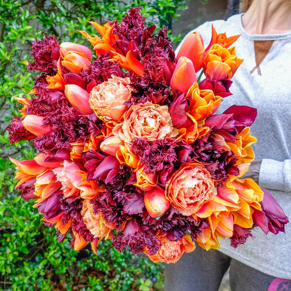 Cabernet Sauvignon Tulip Blend - Image 2