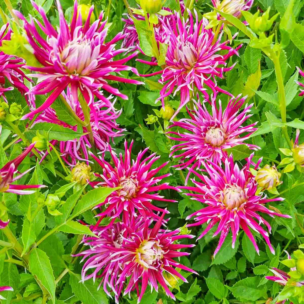 Cactus Dahlia China Town - Image 3