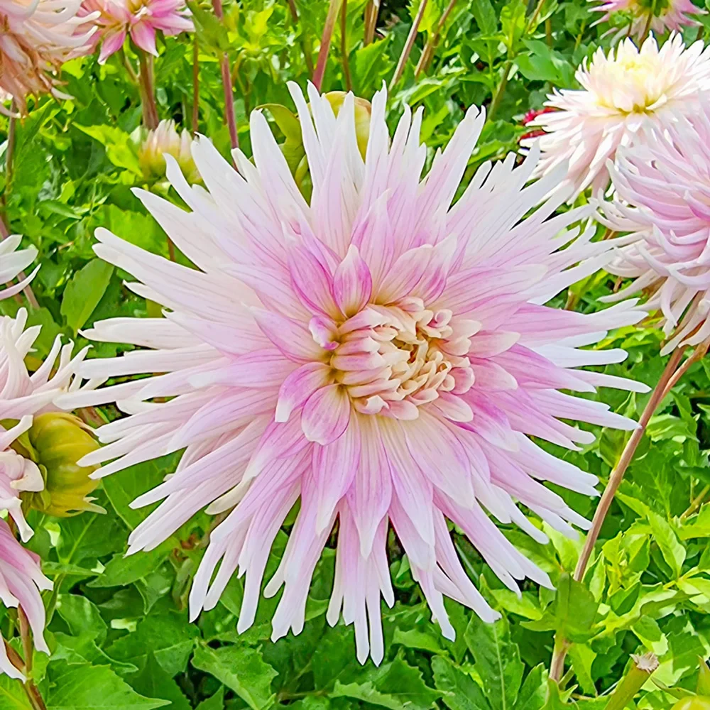 Cactus Dahlia Kiev