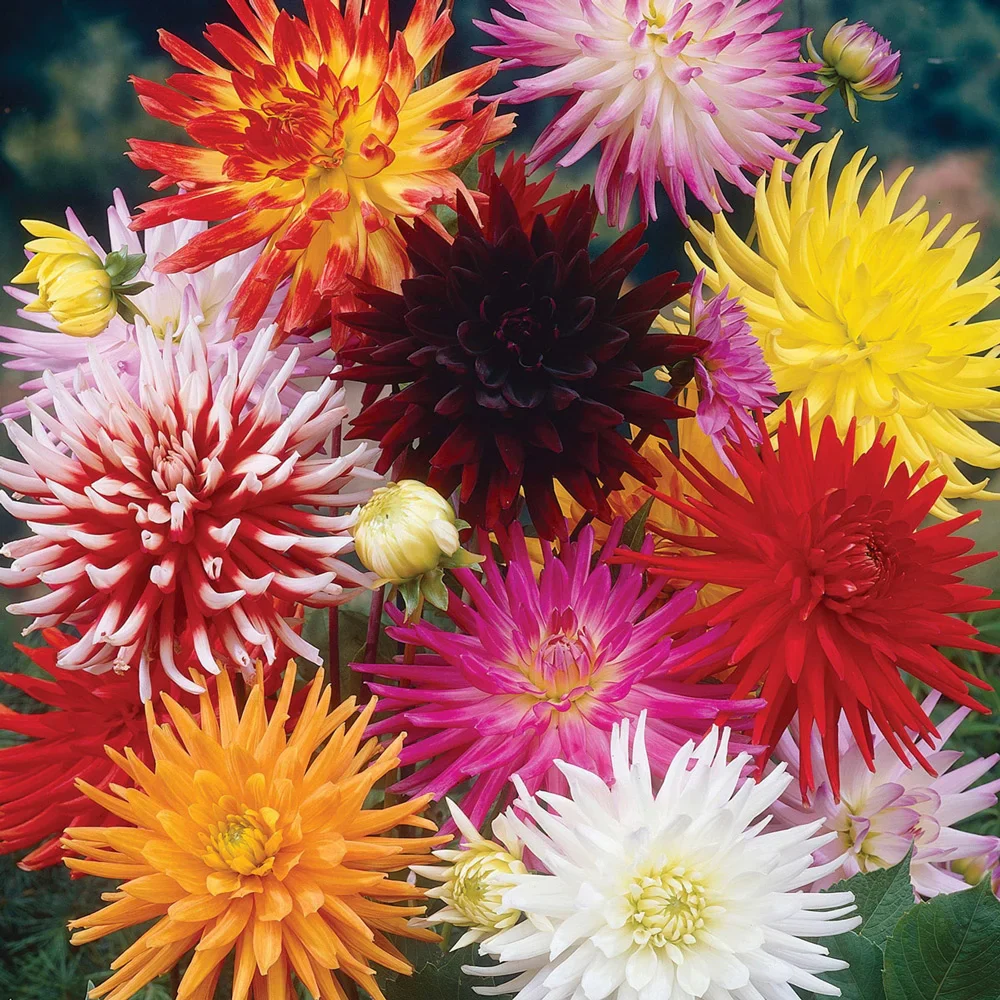 Bright Cactus Dahlia Mix