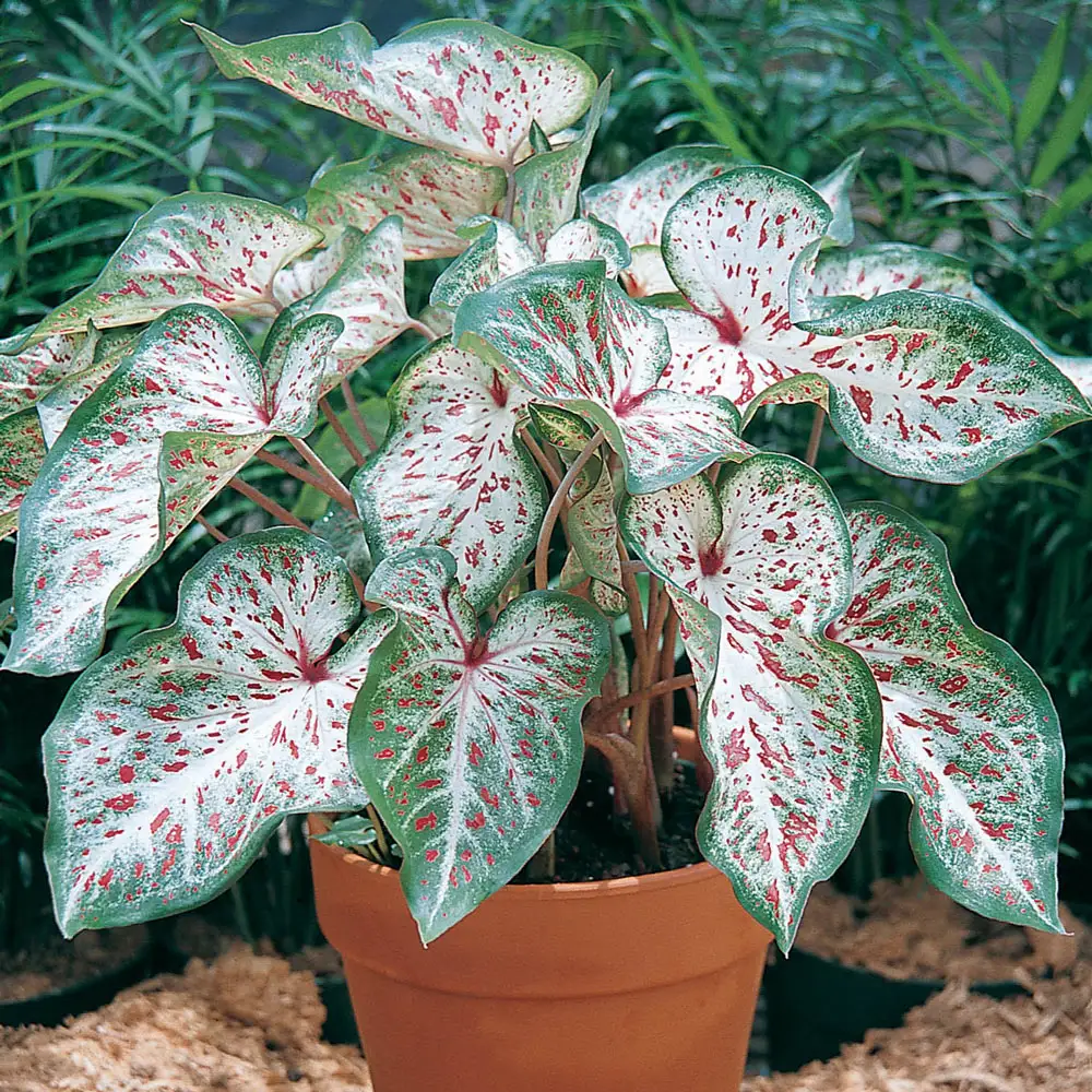 Colorful Shade-Loving Caladiums Gingerland