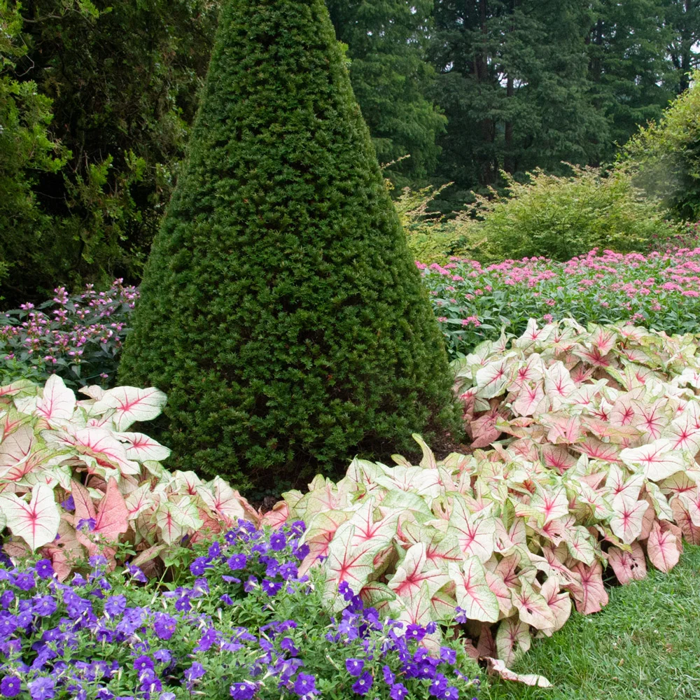 Caladium White Queen - Image 4