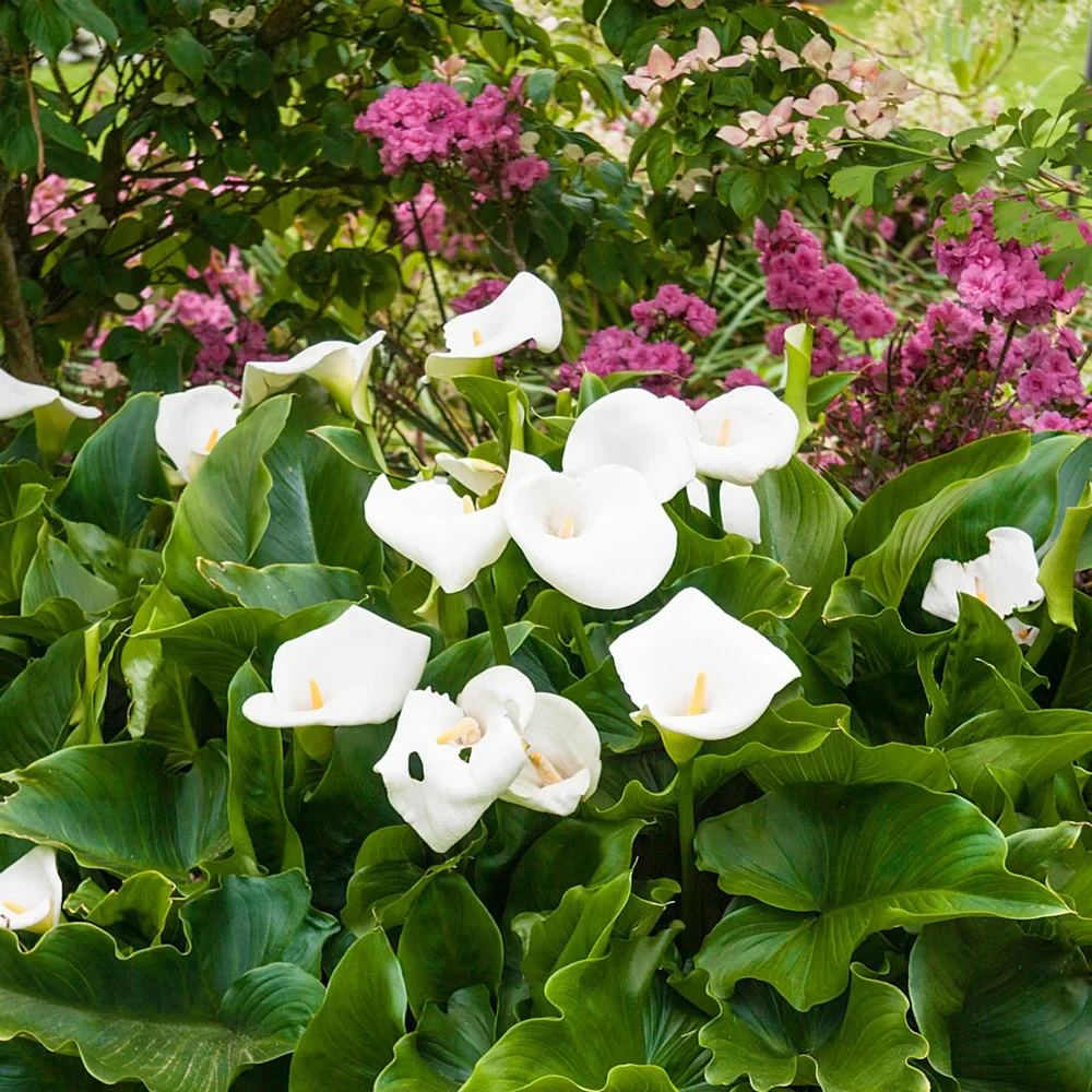 Hybrid Calla Lily Aethiopica - Image 3