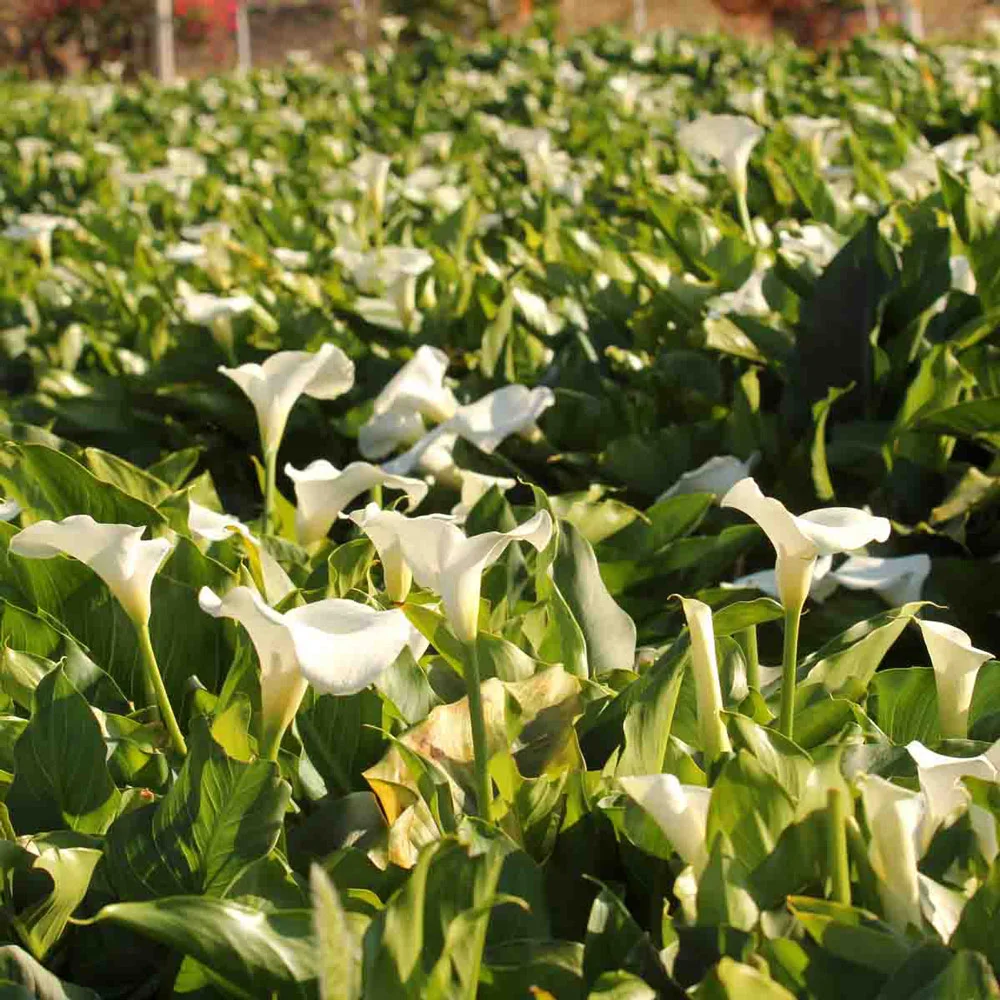 Hybrid Calla Lily Aethiopica - Image 4