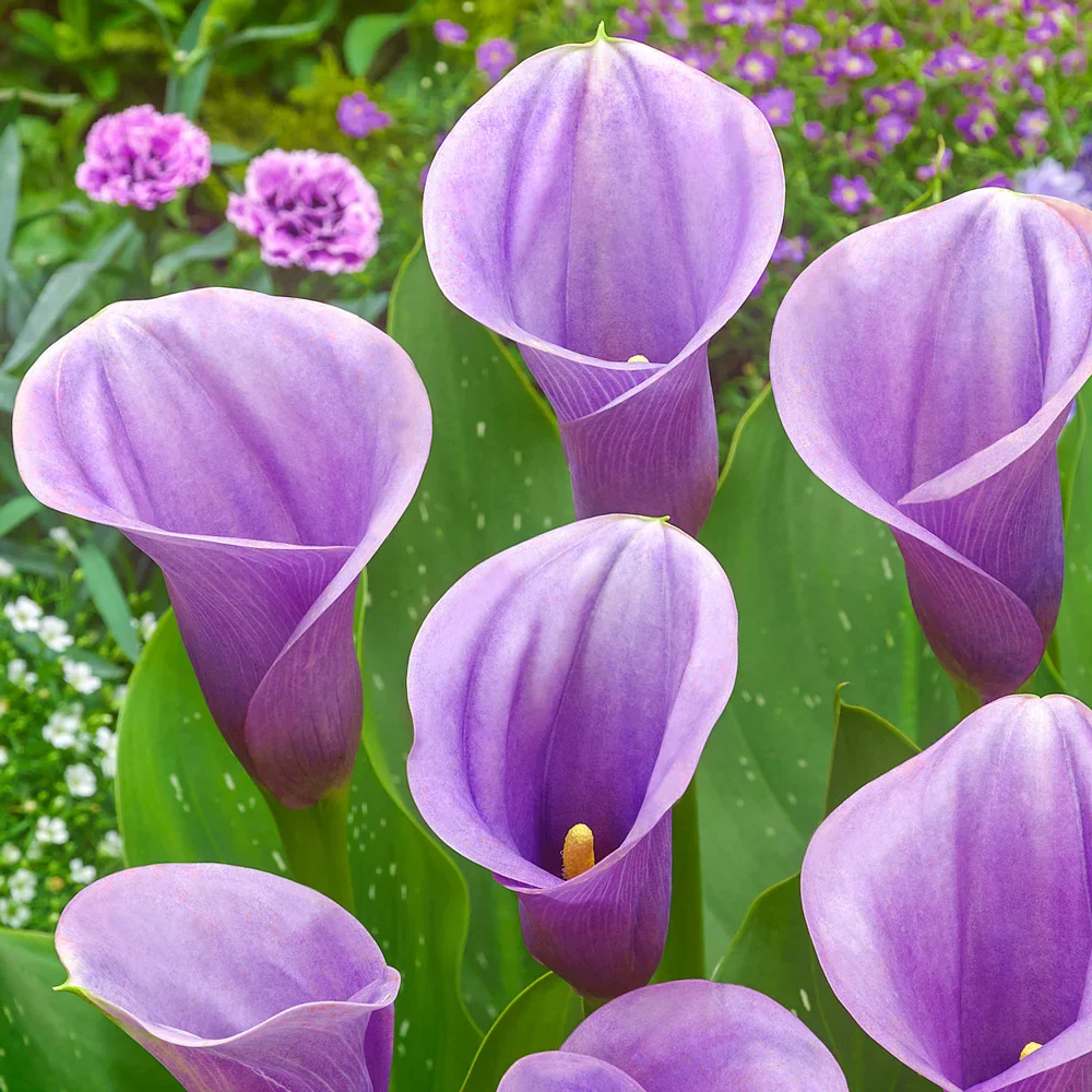 Calla Lily Captain Violetta
