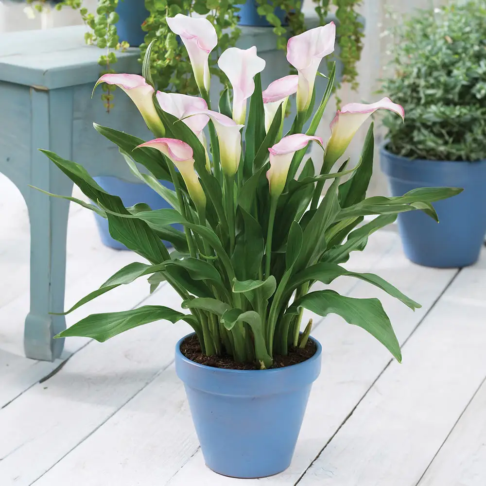 Calla Lily Crystal Blush - Image 2