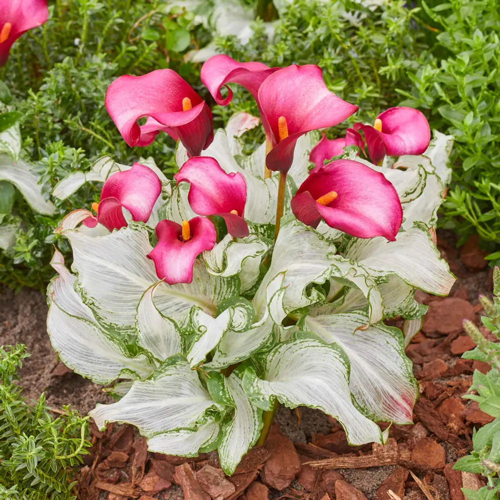 Calla Lily Frozen Queen - Image 3