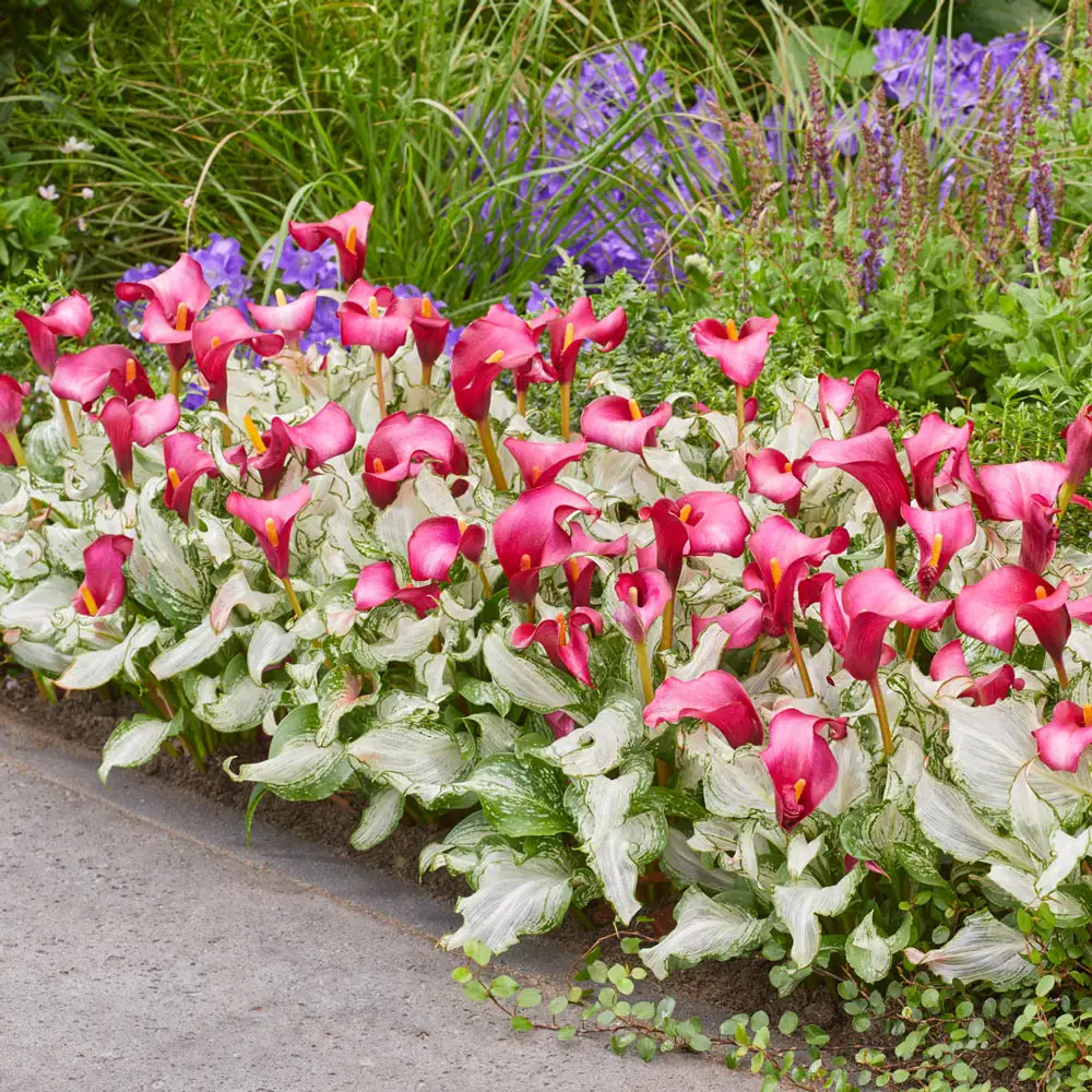 Calla Lily Frozen Queen - Image 4