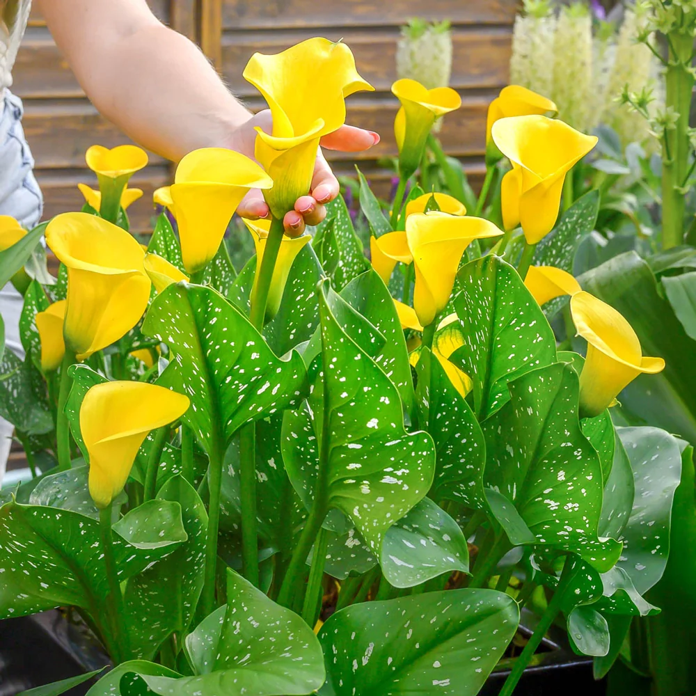 Calla Lily Gold Crown - Image 2
