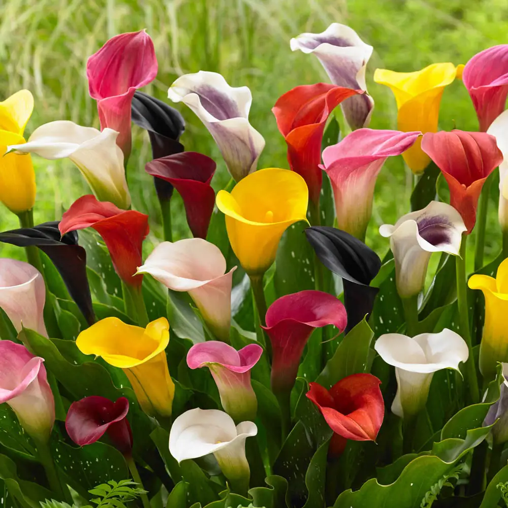 Calla Lily Mixture - Image 2