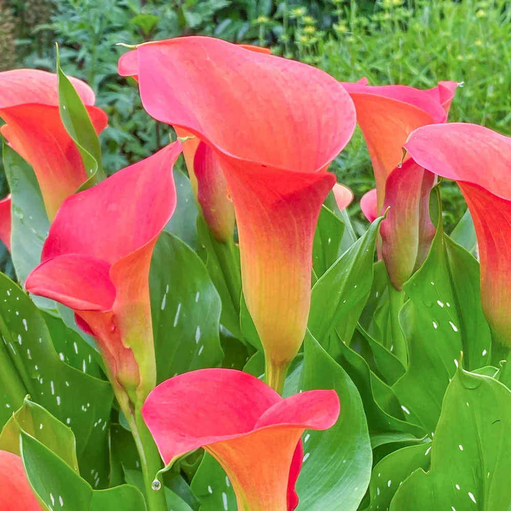 Calla Lily Sunset Passion - Image 2