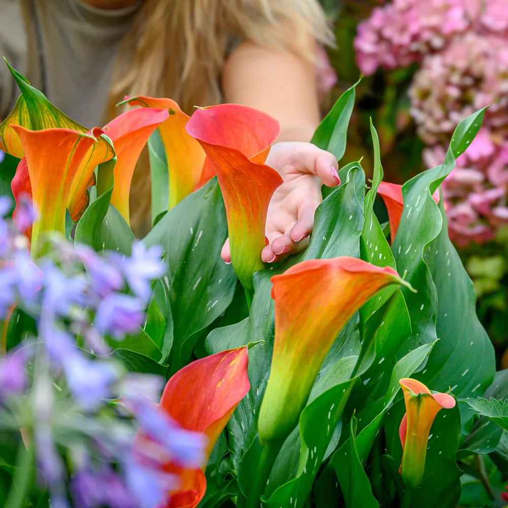 Calla Lily Sunset Passion - Image 3