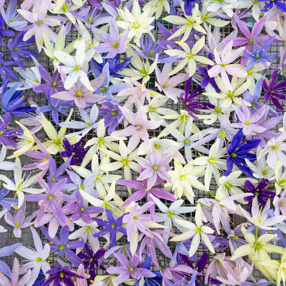 Camassia Breeders Mix - Image 3