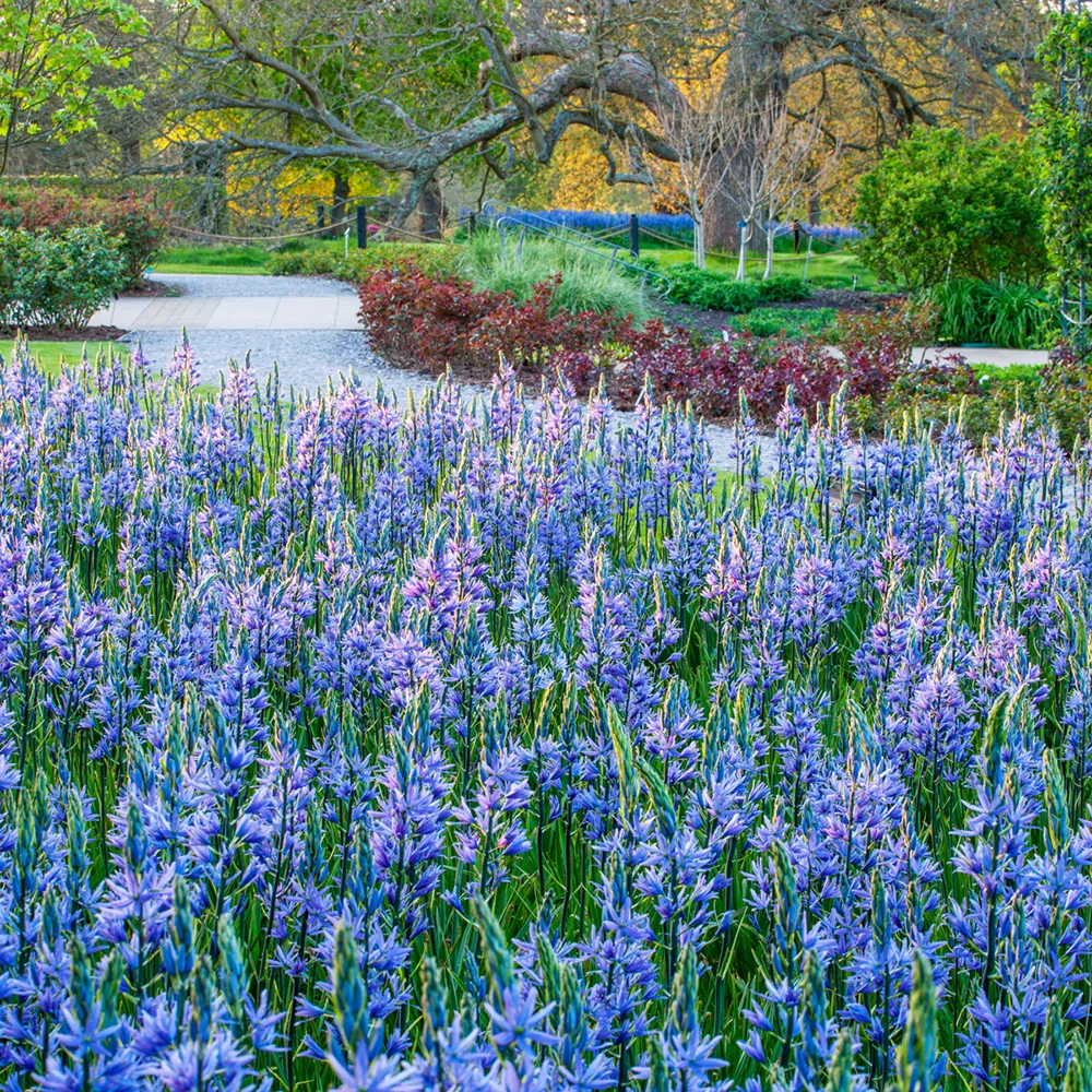 Camassia leichtlinii Caerulea