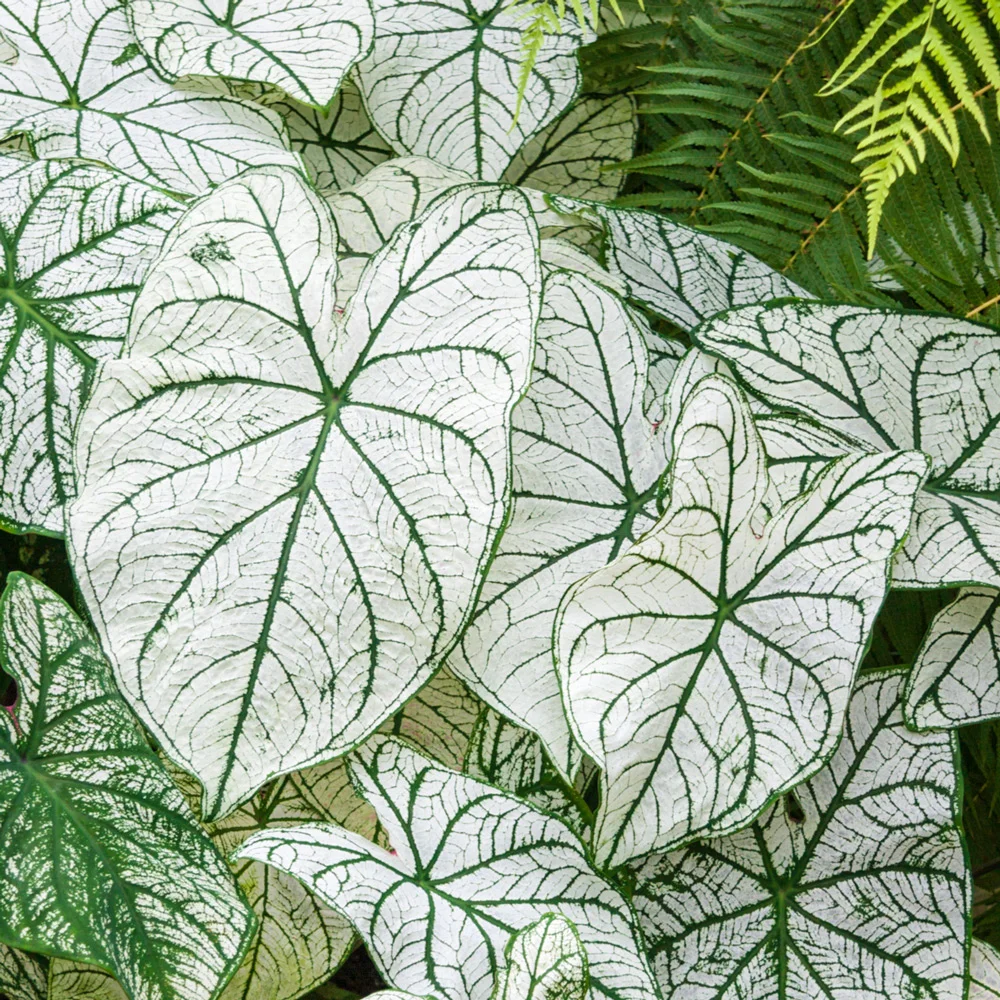 Caladium Candidum Jr.