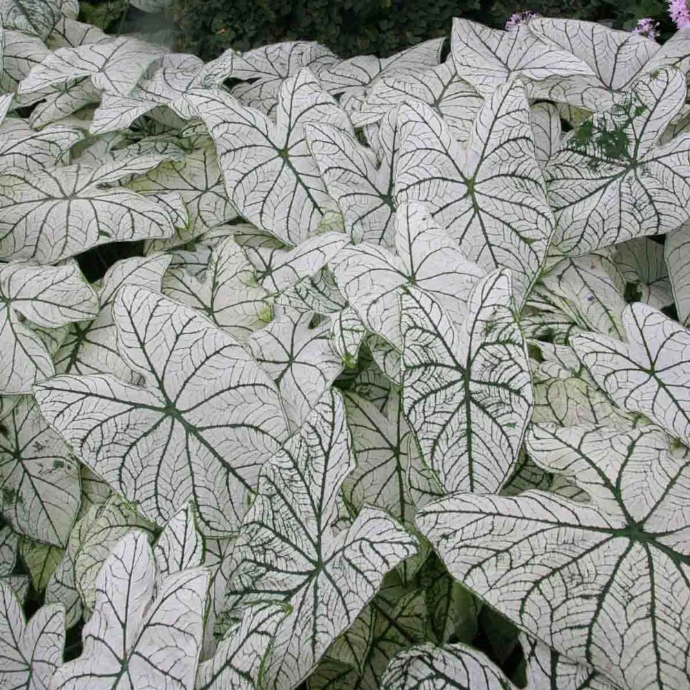 Caladium Candidum Jr. - Image 2