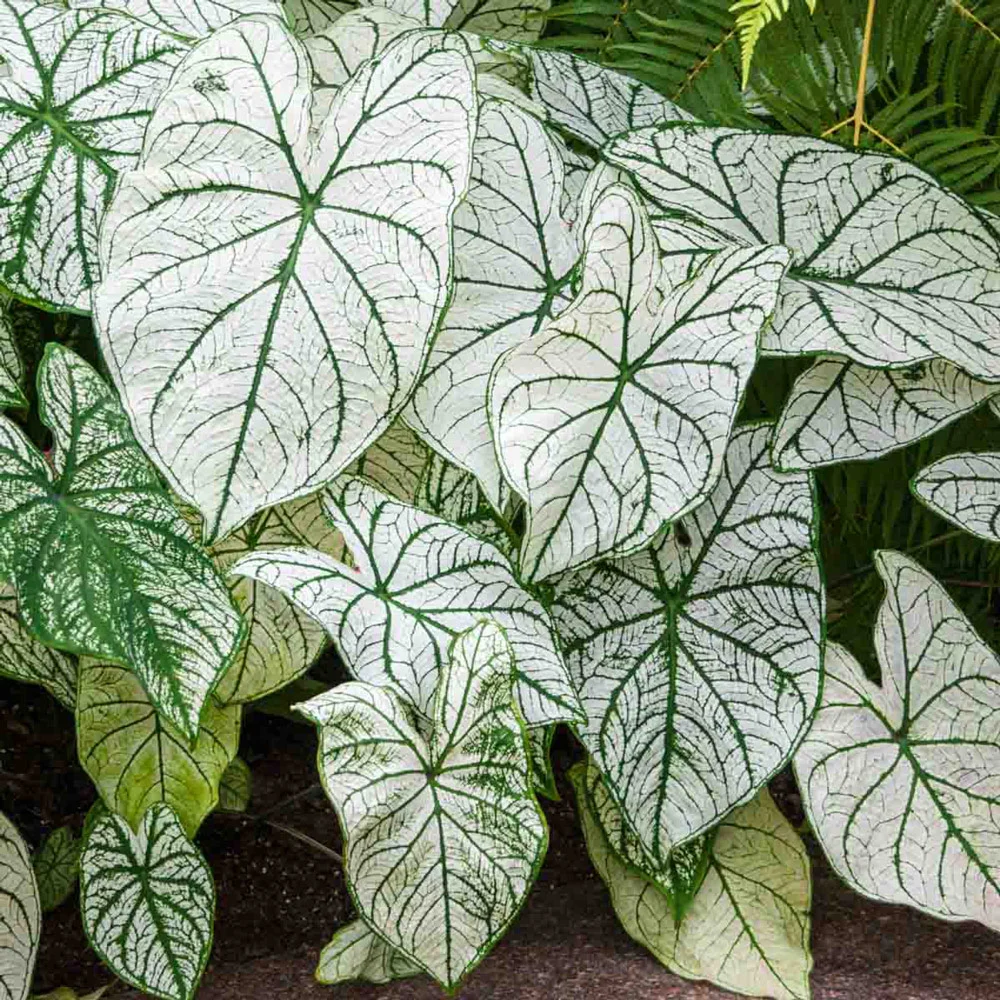 Caladium Candidum Jr. - Image 3
