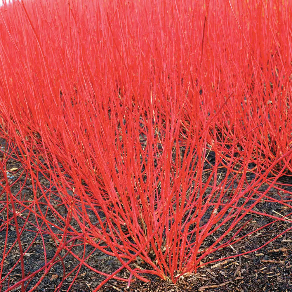 Cardinal Red Twig Dogwood Hedge