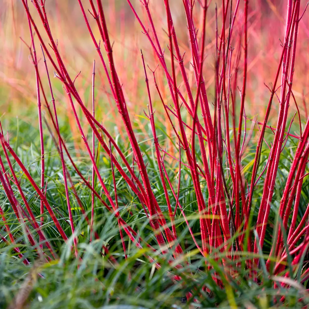 Cardinal Red Twig Dogwood Hedge - Image 2