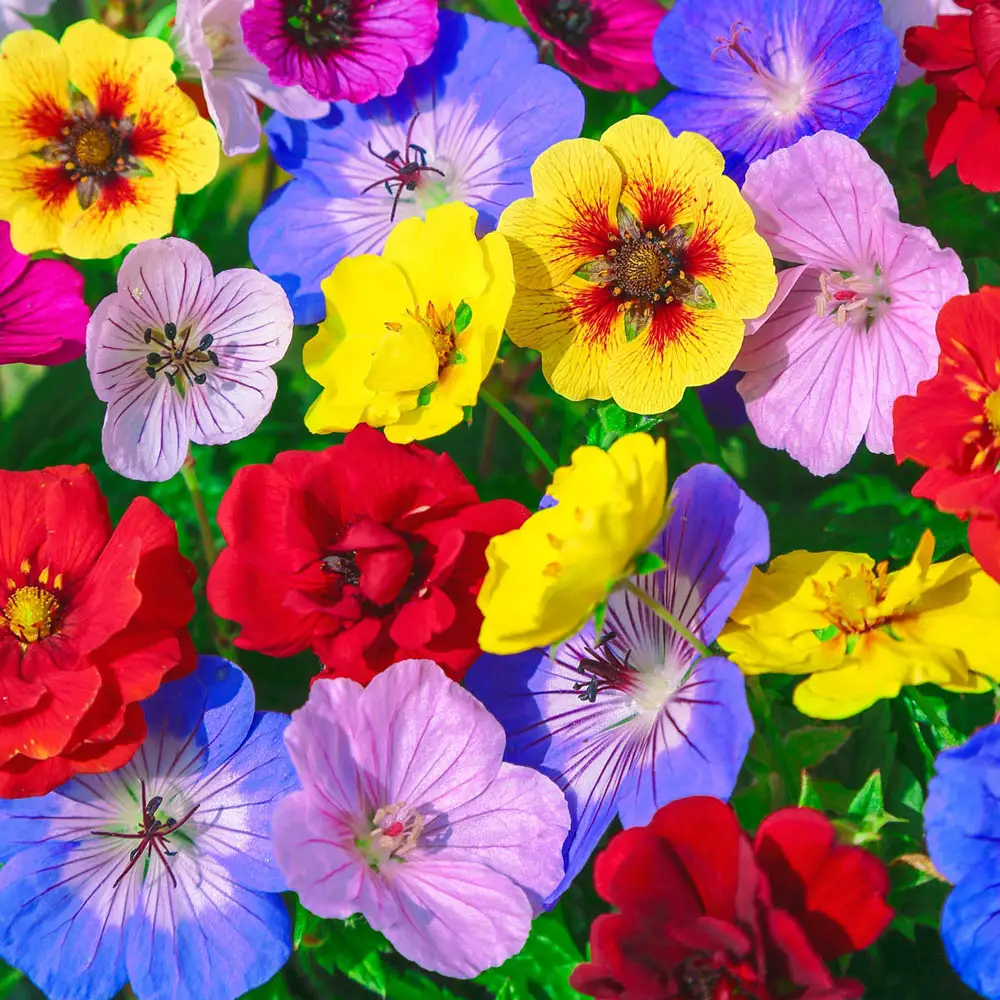 Carpet Of Color Mix