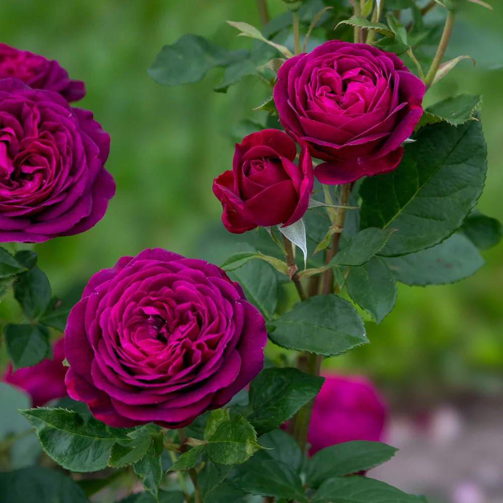 Celestial Night™ Floribunda Rose - Image 5