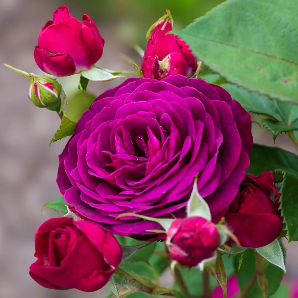 Celestial Night™ Floribunda Rose - Image 6