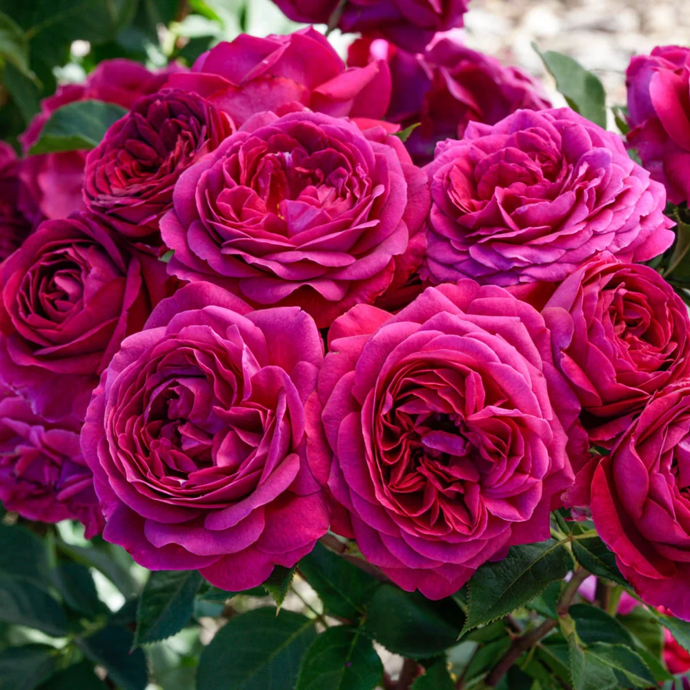Celestial Night™ Floribunda Rose - Image 7