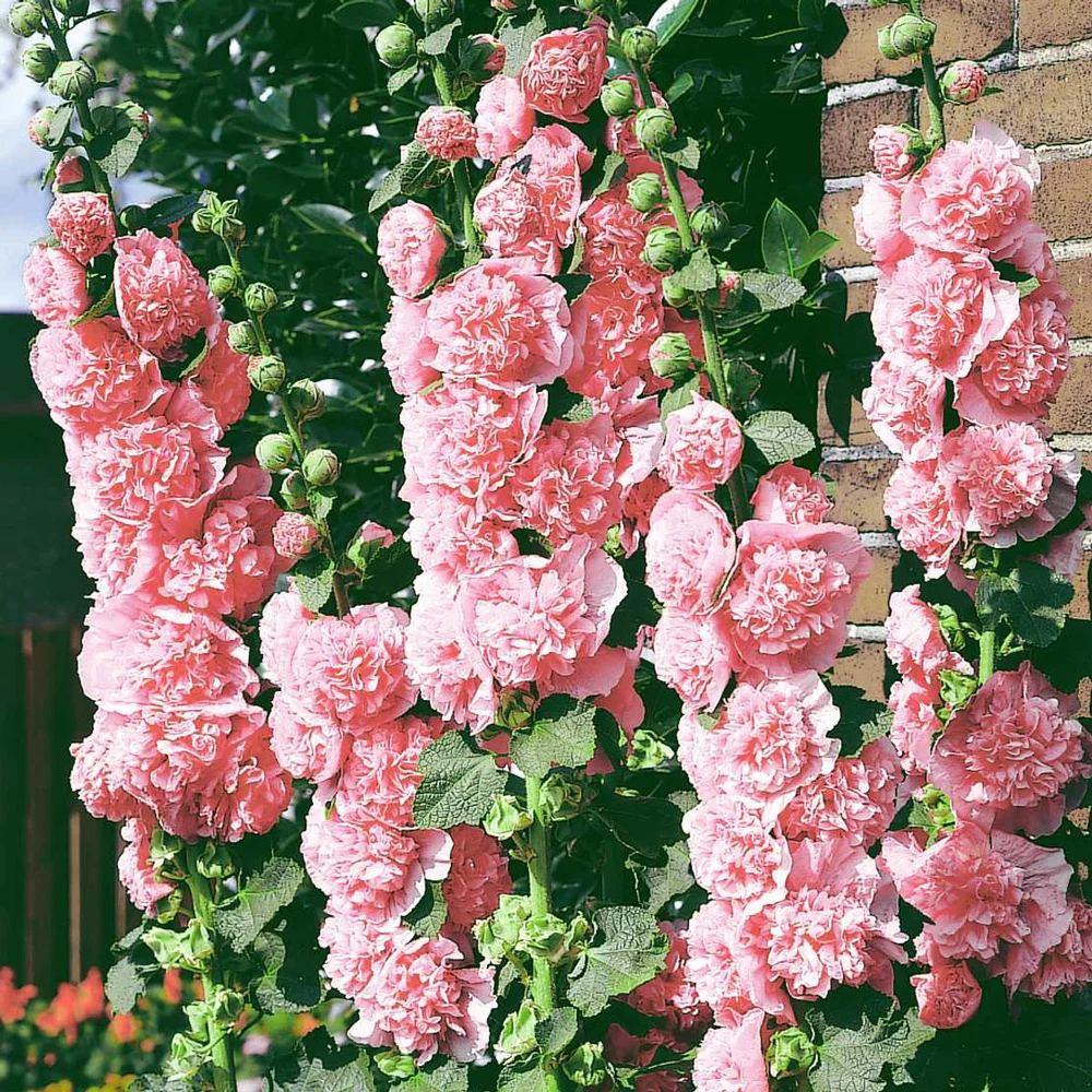 Chater's Pink Double-Flowered Hollyhock - Image 2