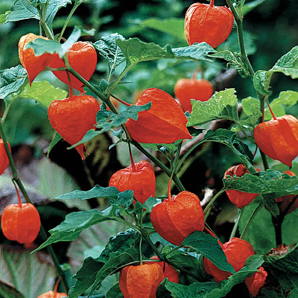 Chinese Lantern