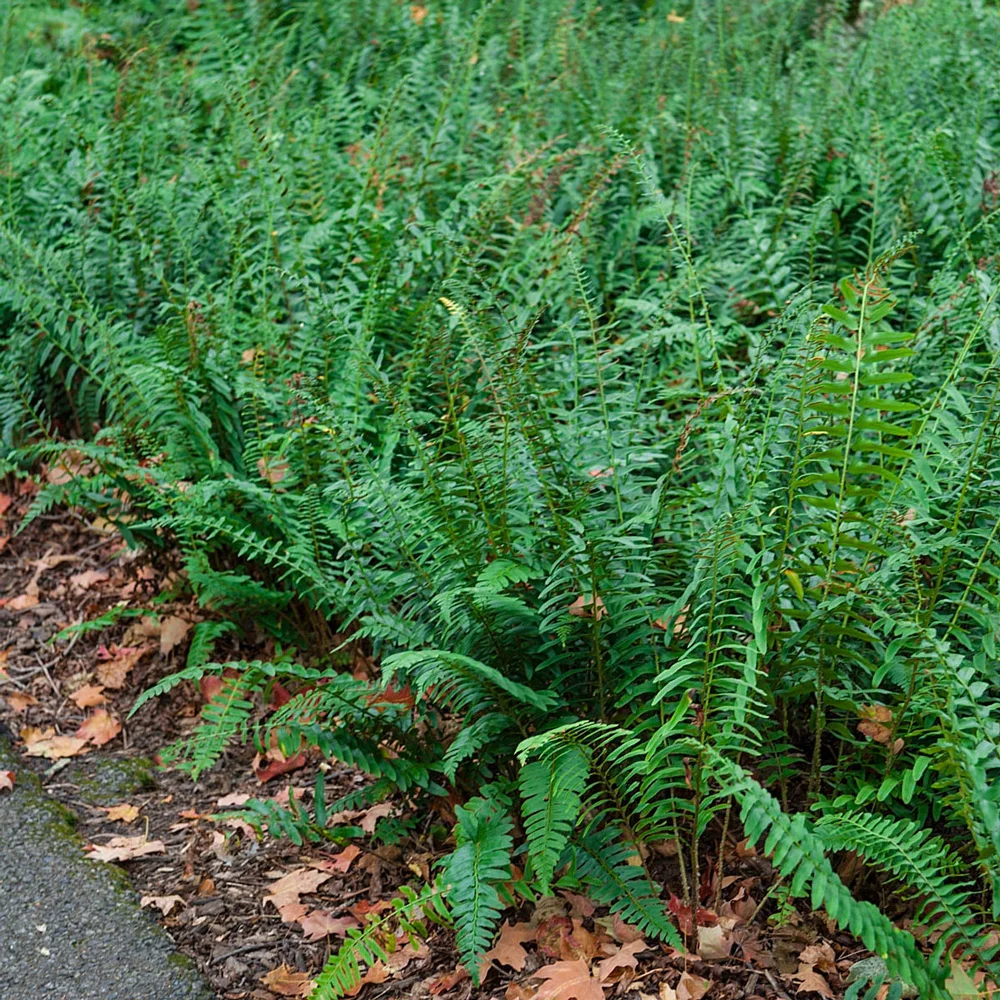 Christmas Fern - Image 2