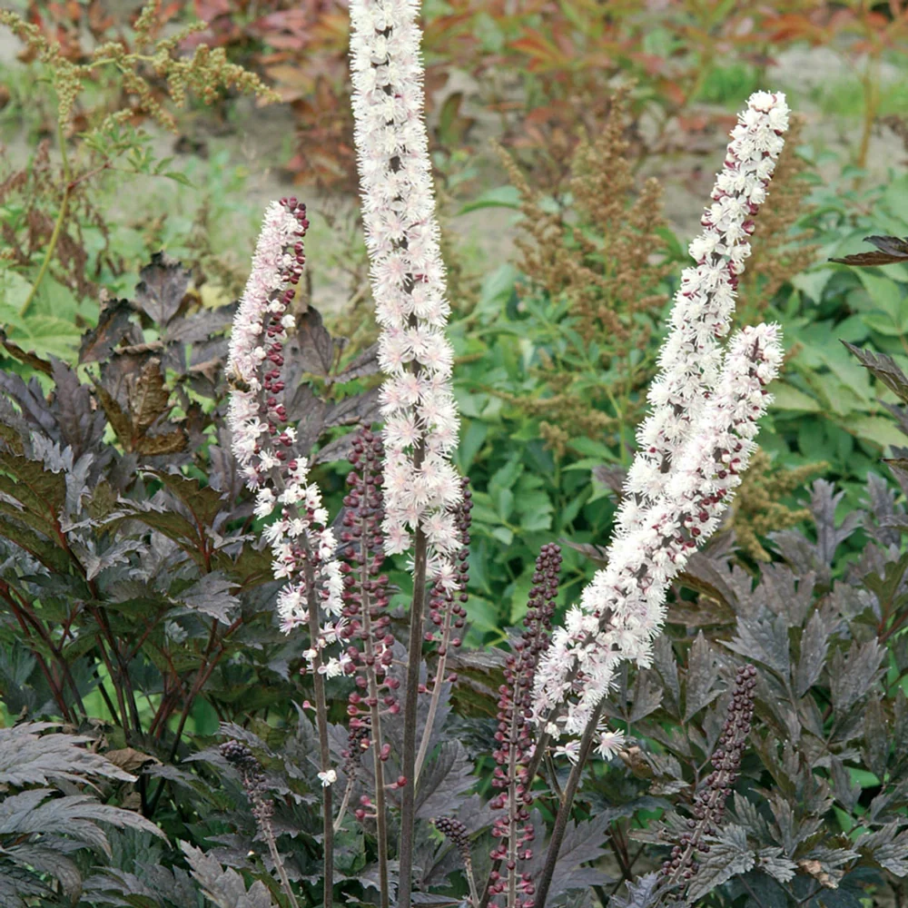 Cimicifuga Brunette - Image 4