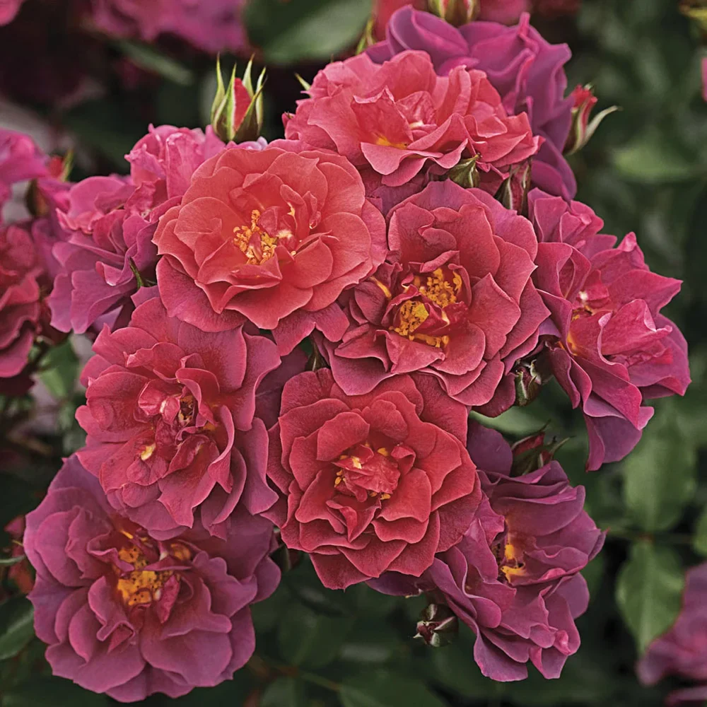 Cinco de Mayo™ Floribunda Rose - Image 2