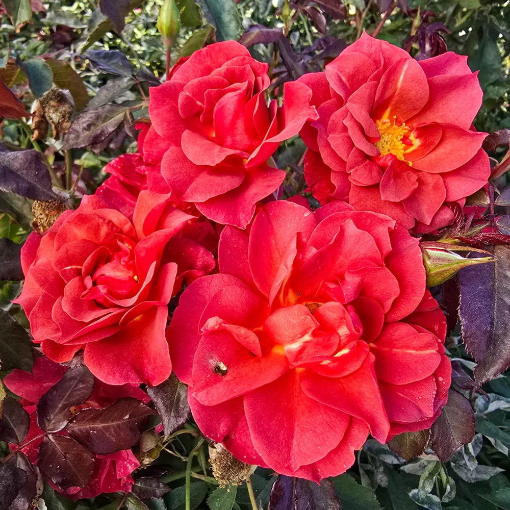 Cinco de Mayo™ Floribunda Rose - Image 6