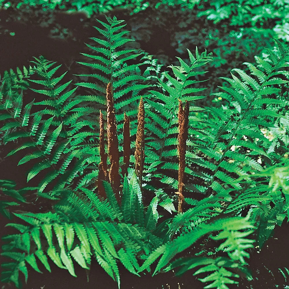 Cinnamon Fern