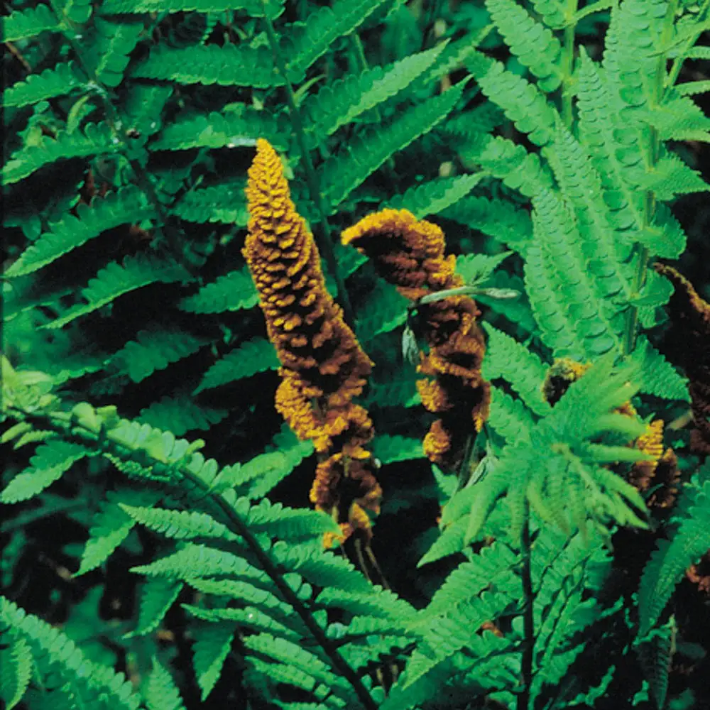 Cinnamon Fern - Image 5