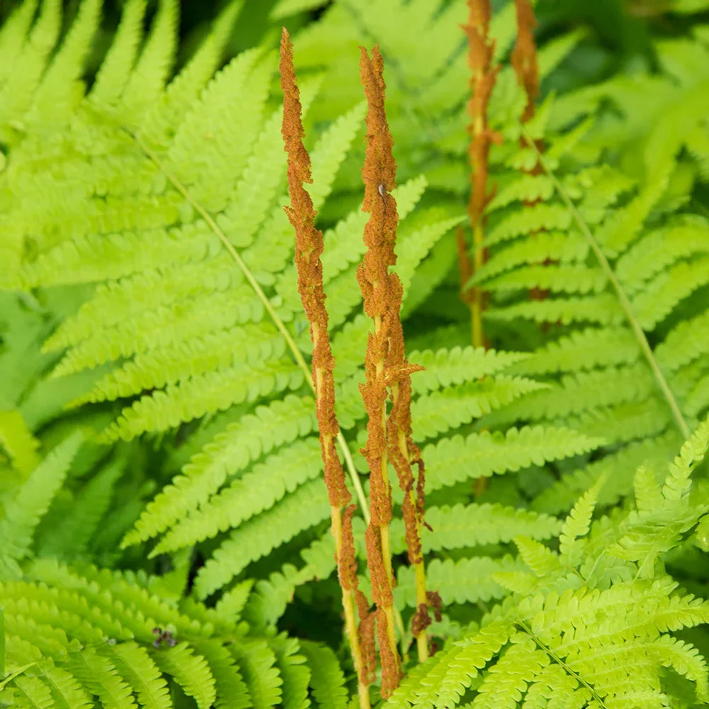 Cinnamon Fern - Image 6
