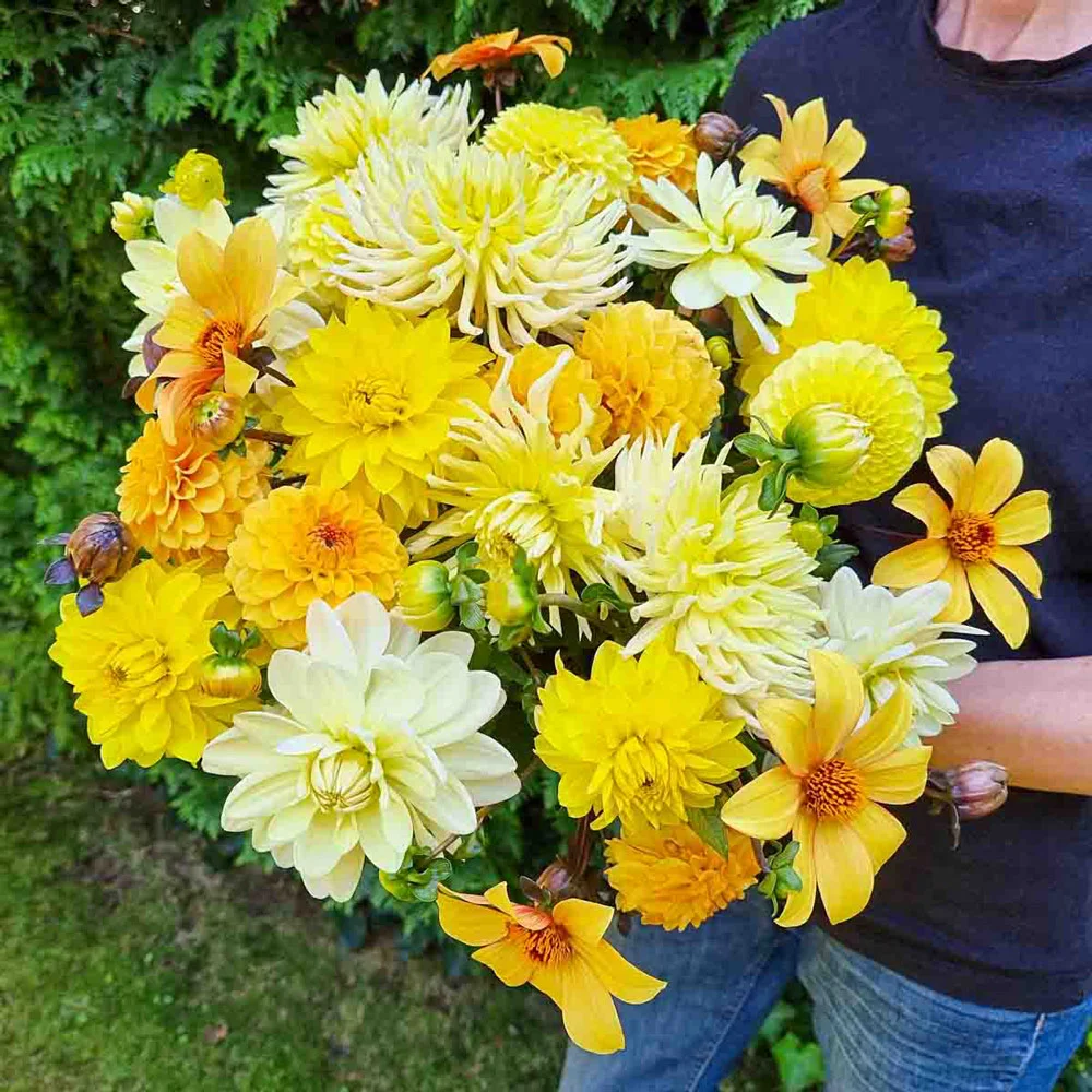 Citrus Punch Dahlia Blend - Image 2